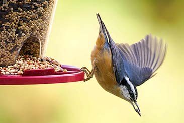How AI Bird Feeders Bring the World’s Birds to You How AI Bird Feeders Bring the World’s Birds to You