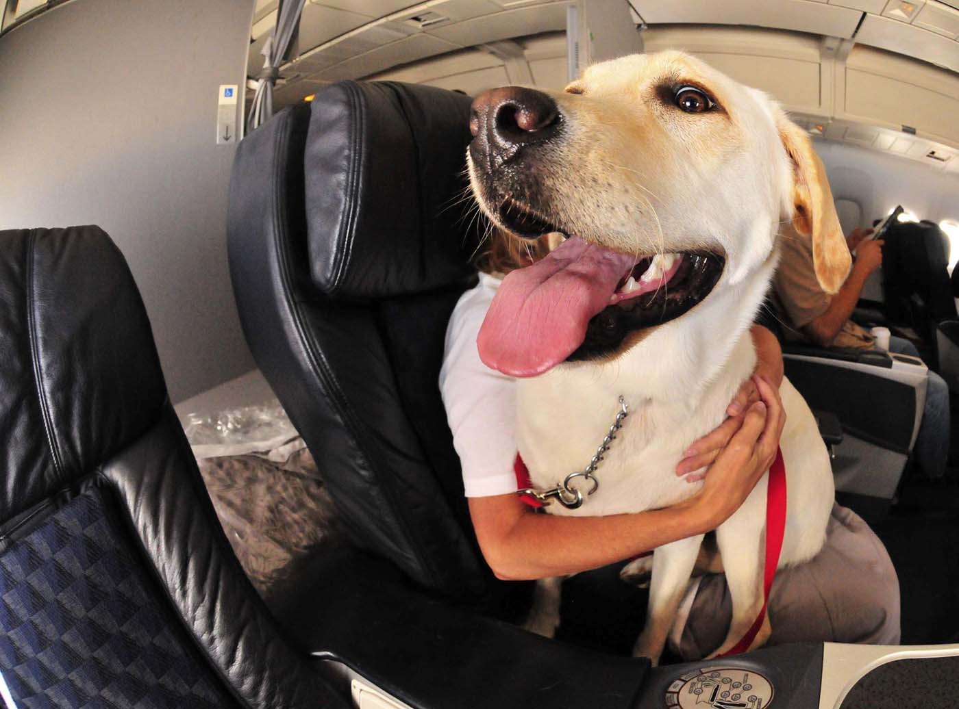 How to Care for Your Pet When You’re Travelling