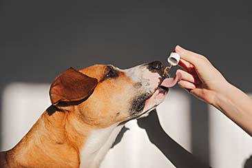 CBD vs. Meds: What’s Best for Your Pet’s Health