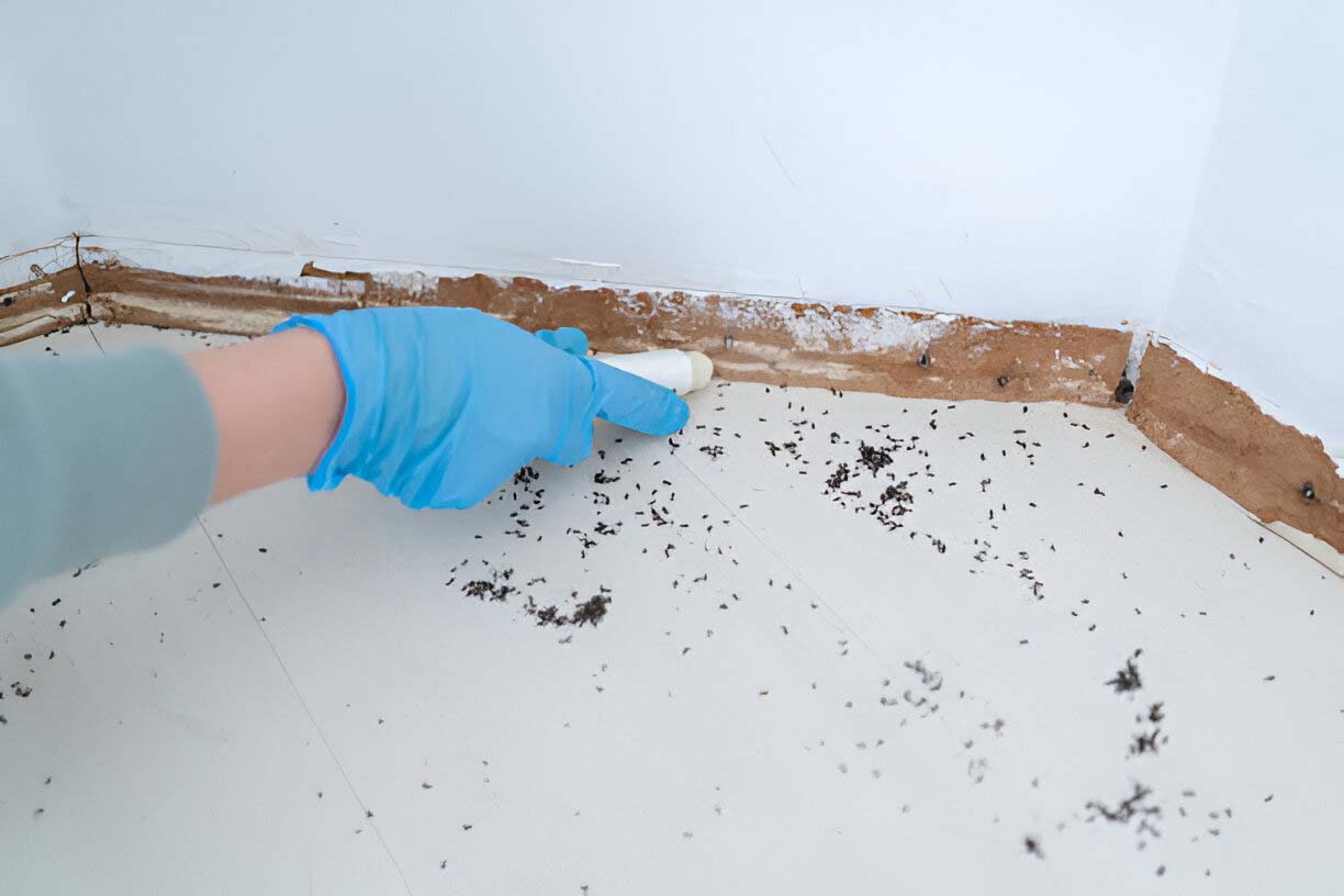 Essential Considerations when Choosing a Pest Control Company in Orlando