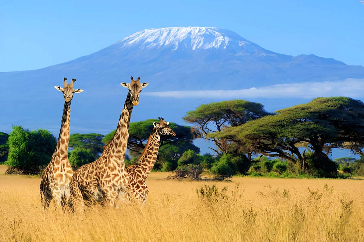 Top Destinations in Kenya for Wildlife Sightings