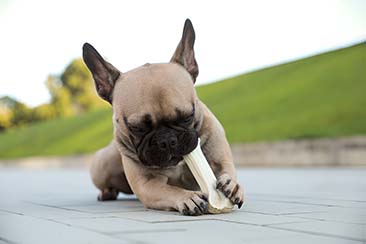 How Dental Chews Improve Your Dog’s Health