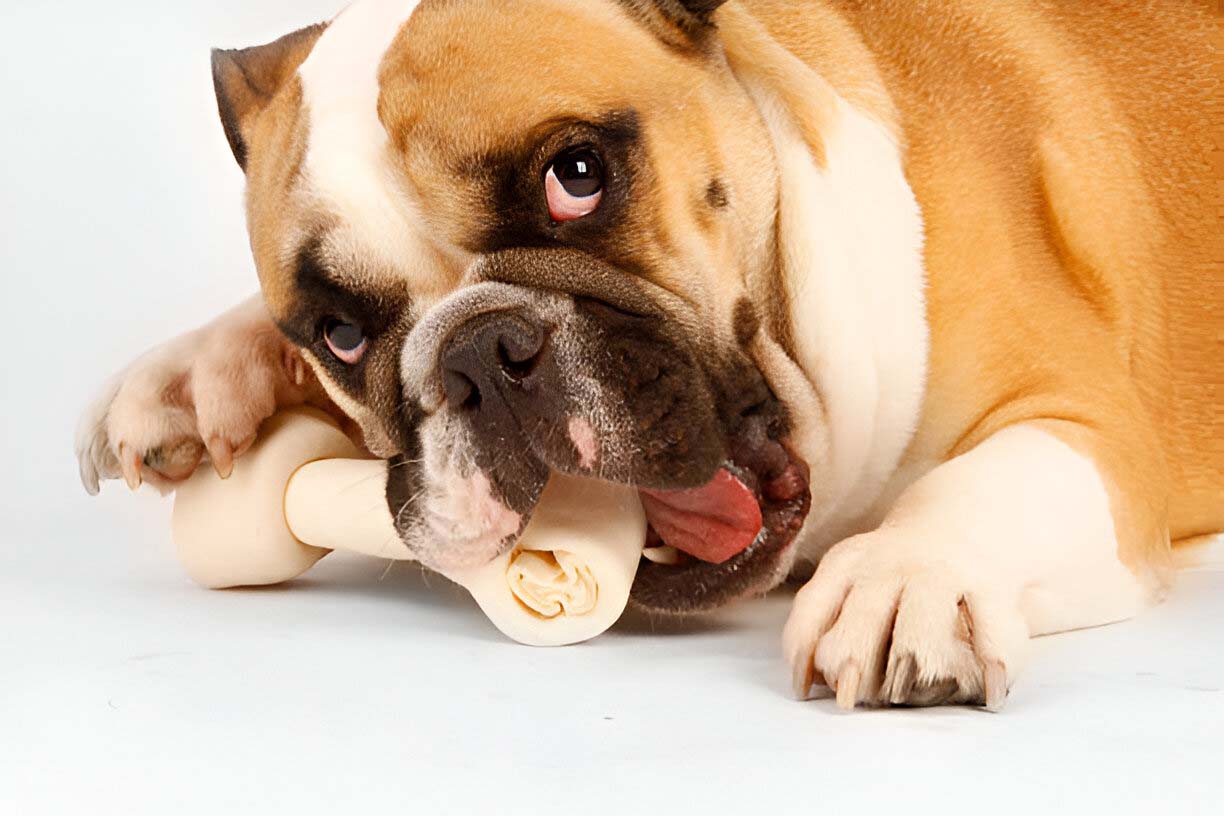 6 Surprising Ways Dental Chews Improve Your Dog’s Overall Health