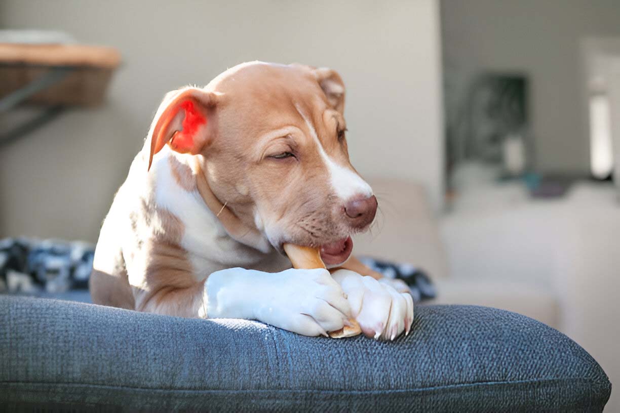 6 Surprising Ways Dental Chews Improve Your Dog’s Overall Health