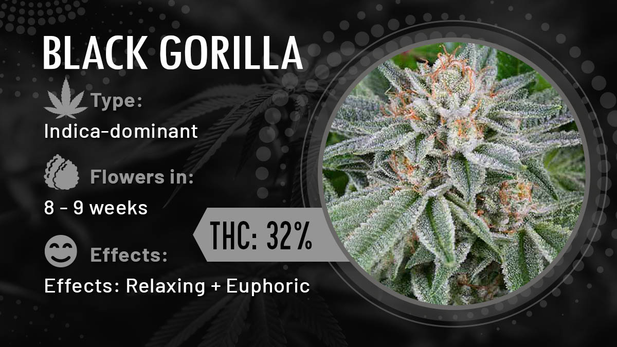 Black Gorilla