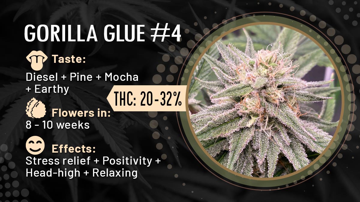 Gorilla Glue #4