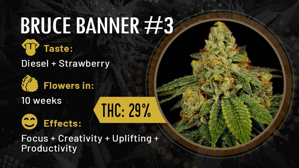 Bruce Banner #3