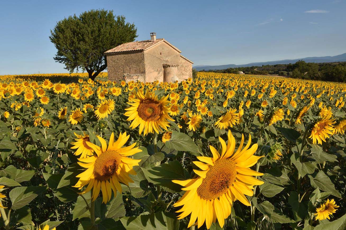 From Iconic Landmarks to Charming Villages: Why France Should be Your Next Vacation Destination