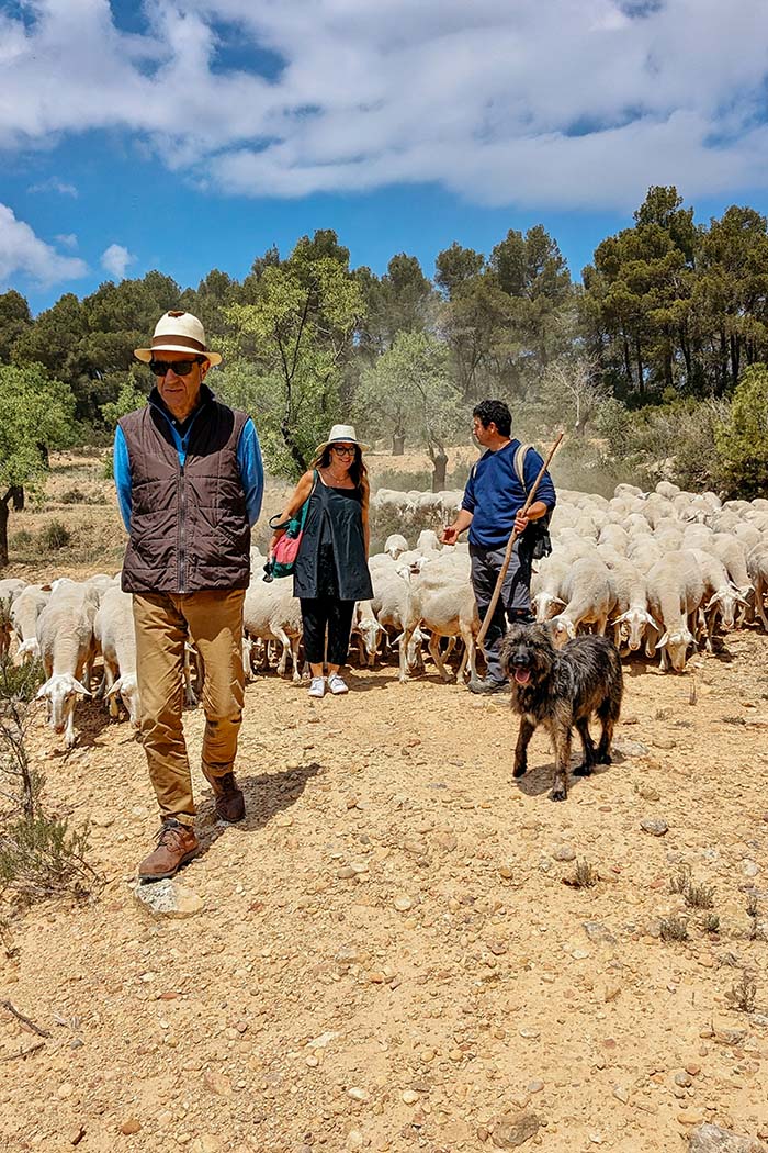 Transhumance Experience