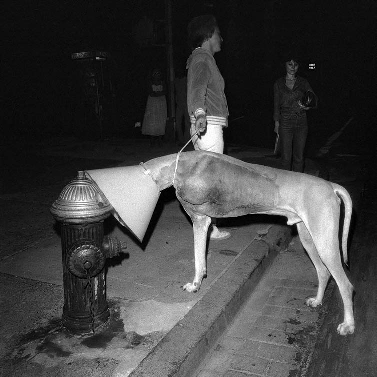 Coned Canine Sniffs Hydrant Near JudiJupiter, NY, NY, June 1978