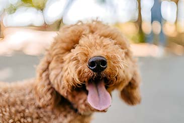 Mini Goldendoodle Price