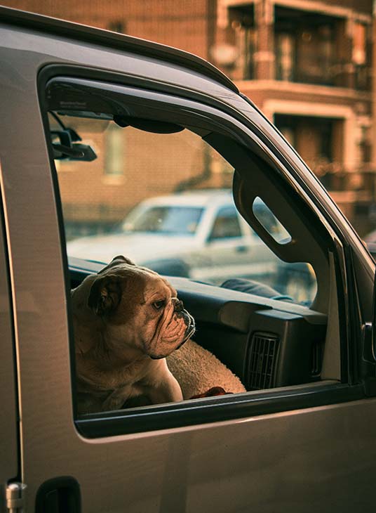 All You Need to Know About Travelling With Your Pet