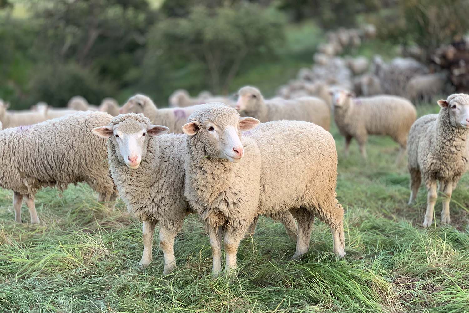 What is Merino Wool: Comparation of Merino Wool Against Other Fabrics